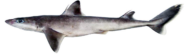 Squalus blainvillei_04.jpg